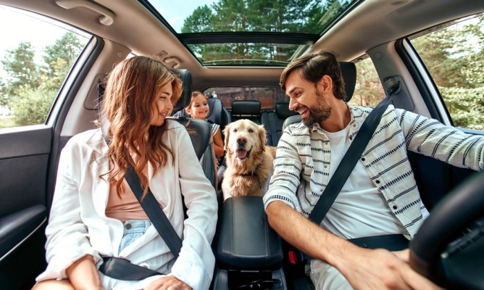 Dog road trip car travel pet enjoying