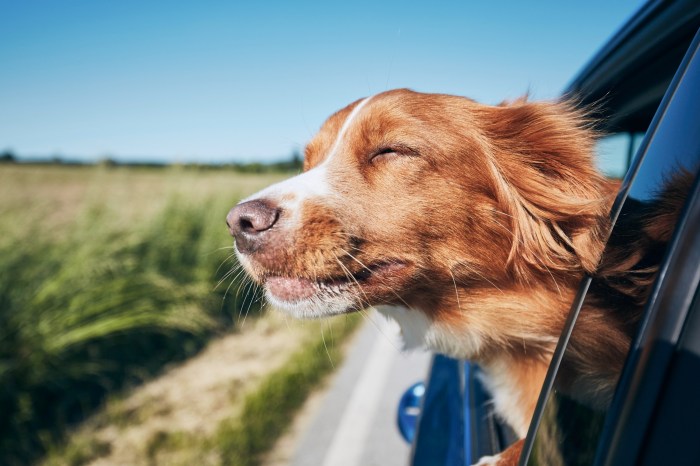 Pet trip road travel pets face going need know before carnivores credit true
